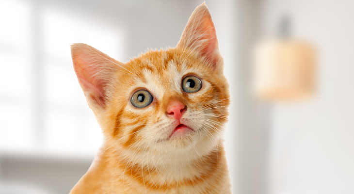 猫のお世話