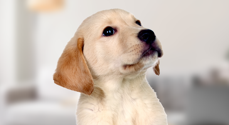 犬のお世話