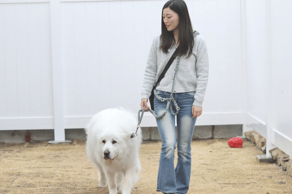 ペットシッター犬のお世話