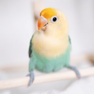 小動物のお世話
