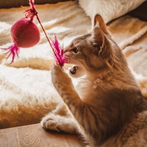 猫のお世話