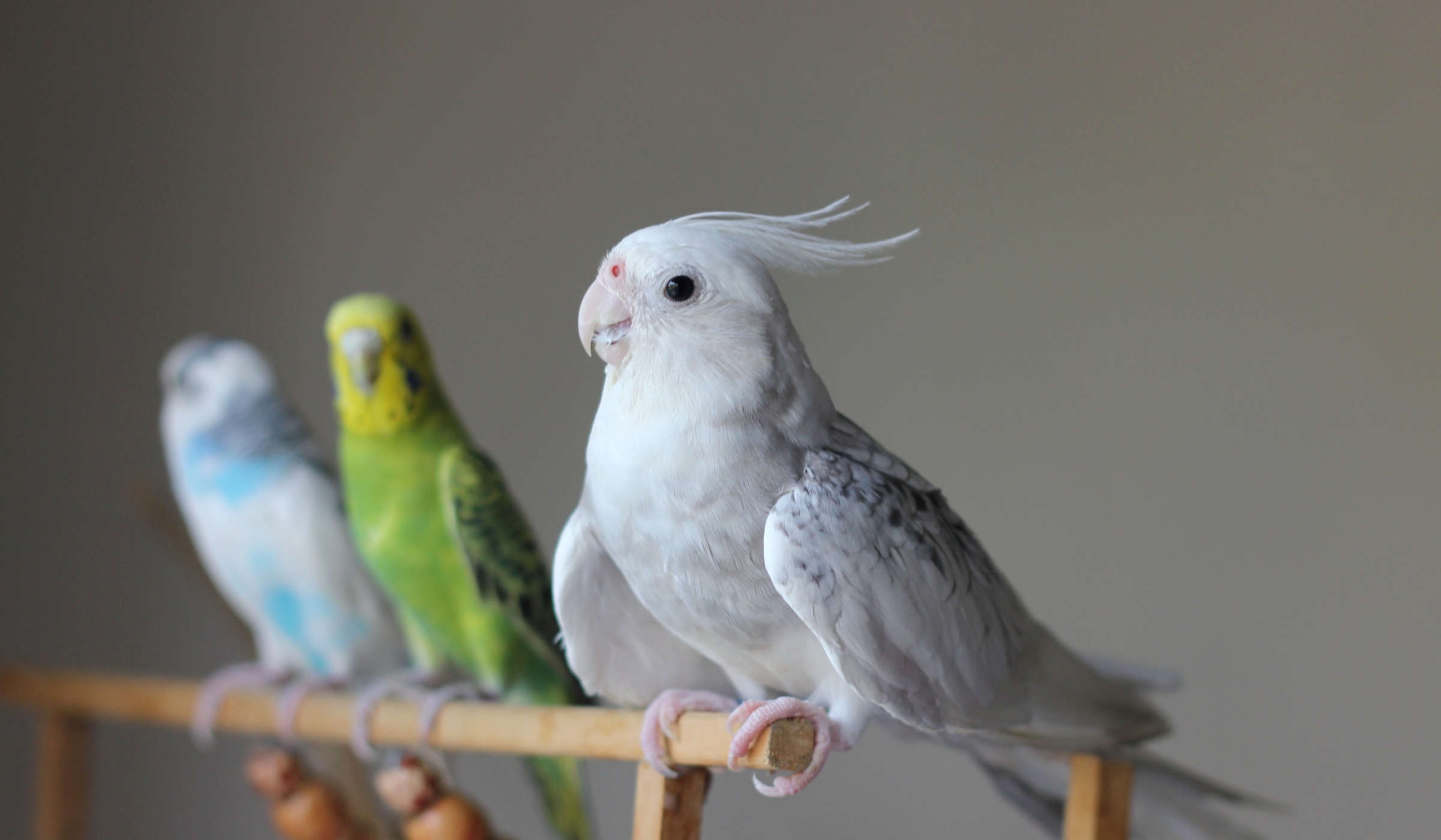 小動物のお世話